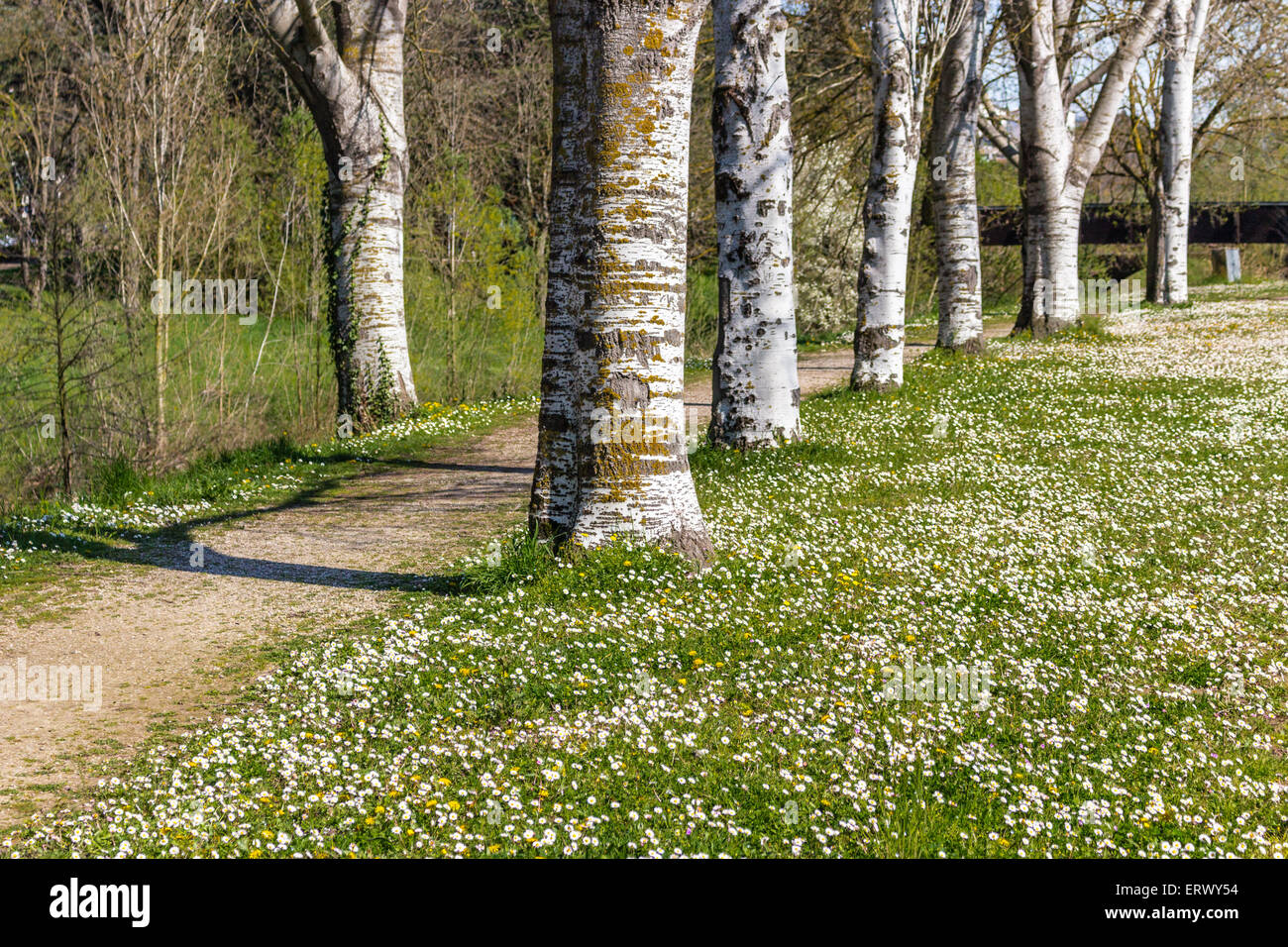 die verträumte Lebendigkeit eines der ersten Tage des Frühlings in einem Land unterwegs, gesäumt von weißen Birken neben einem Garten von Gänseblümchen und Löwenzahn Stockfoto