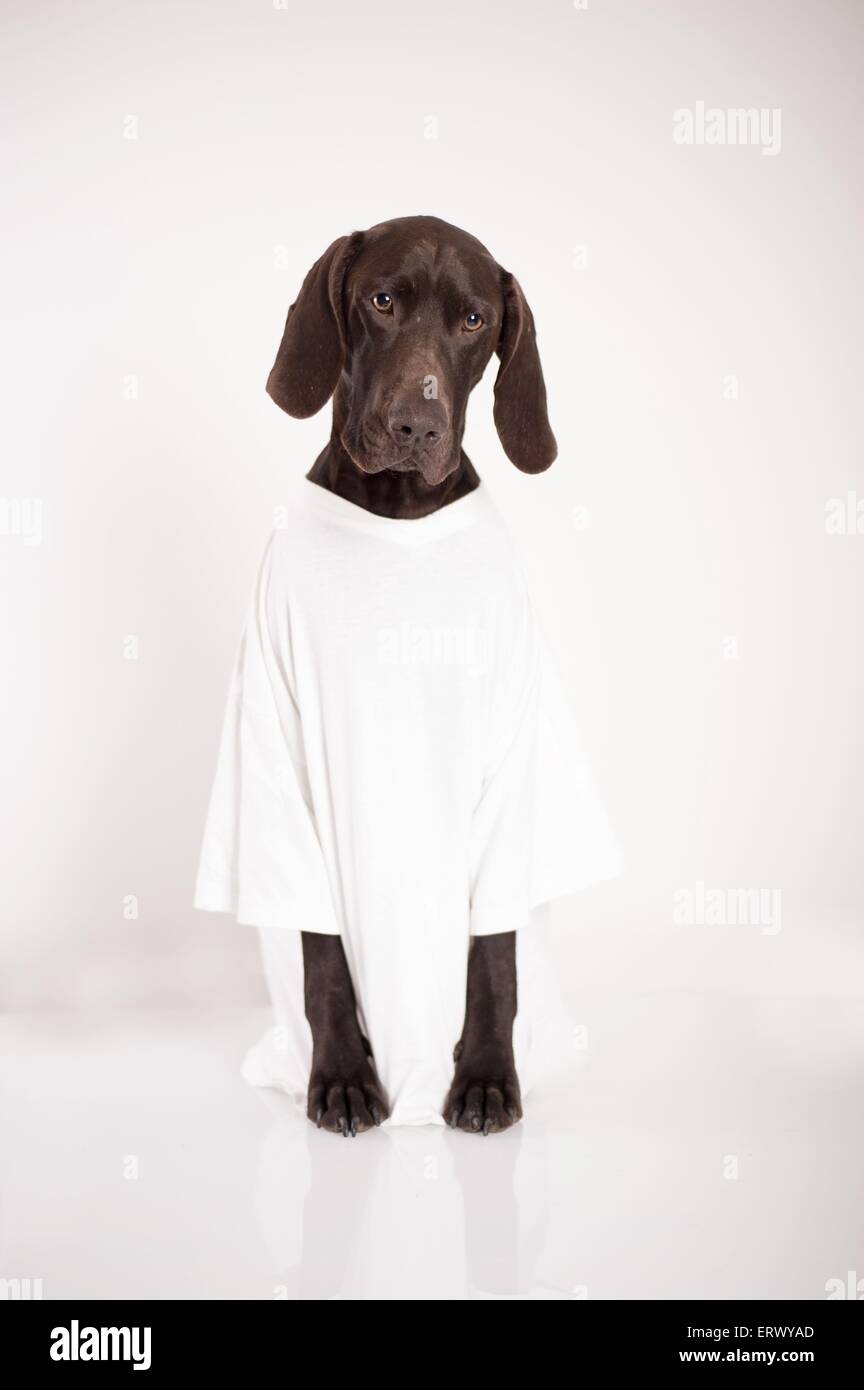 Deutscher Kurzhaariger Vorstehhund sitzen Stockfoto