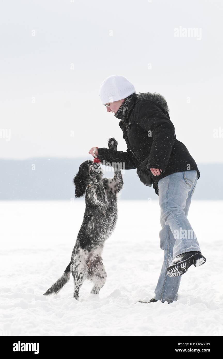 Großes Munsterlander im Schnee Stockfoto