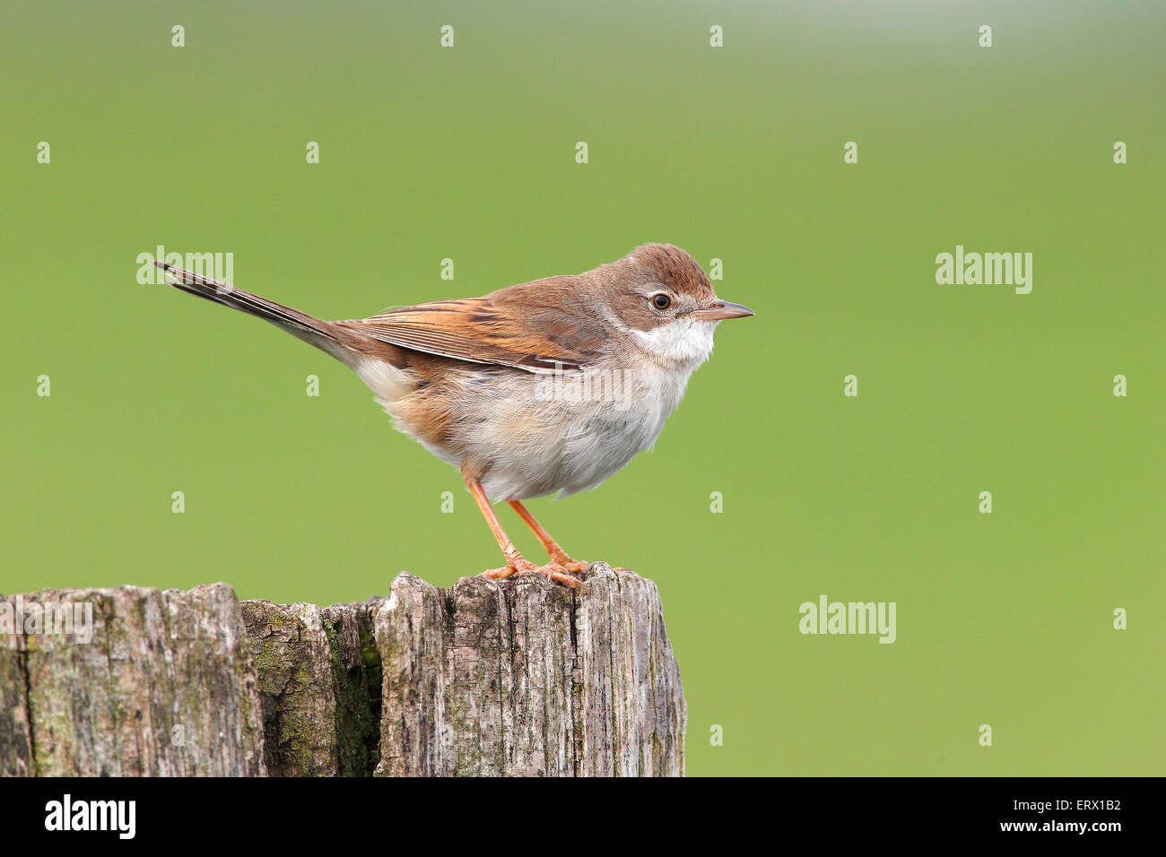 Gemeinsame Whitethroat (Sylvia Communis), weibliche auf Zaun post, Bislicher Insel, North Rhine-Westphalia, Deutschland Stockfoto