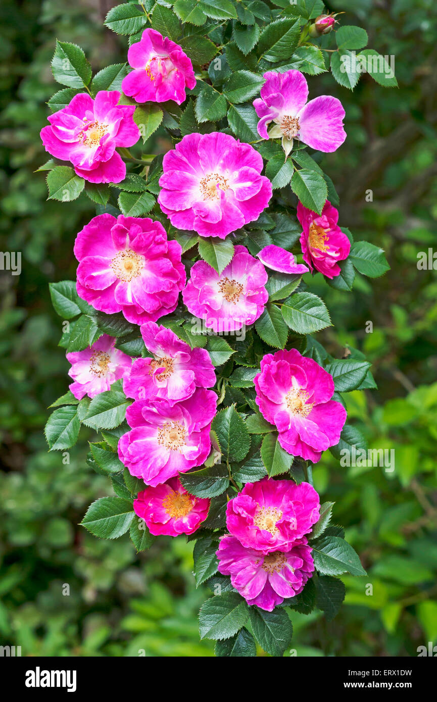 Blumen auf einem Ast eines rosa Wildrose (Rosa SP.), Bayern, Deutschland Stockfoto