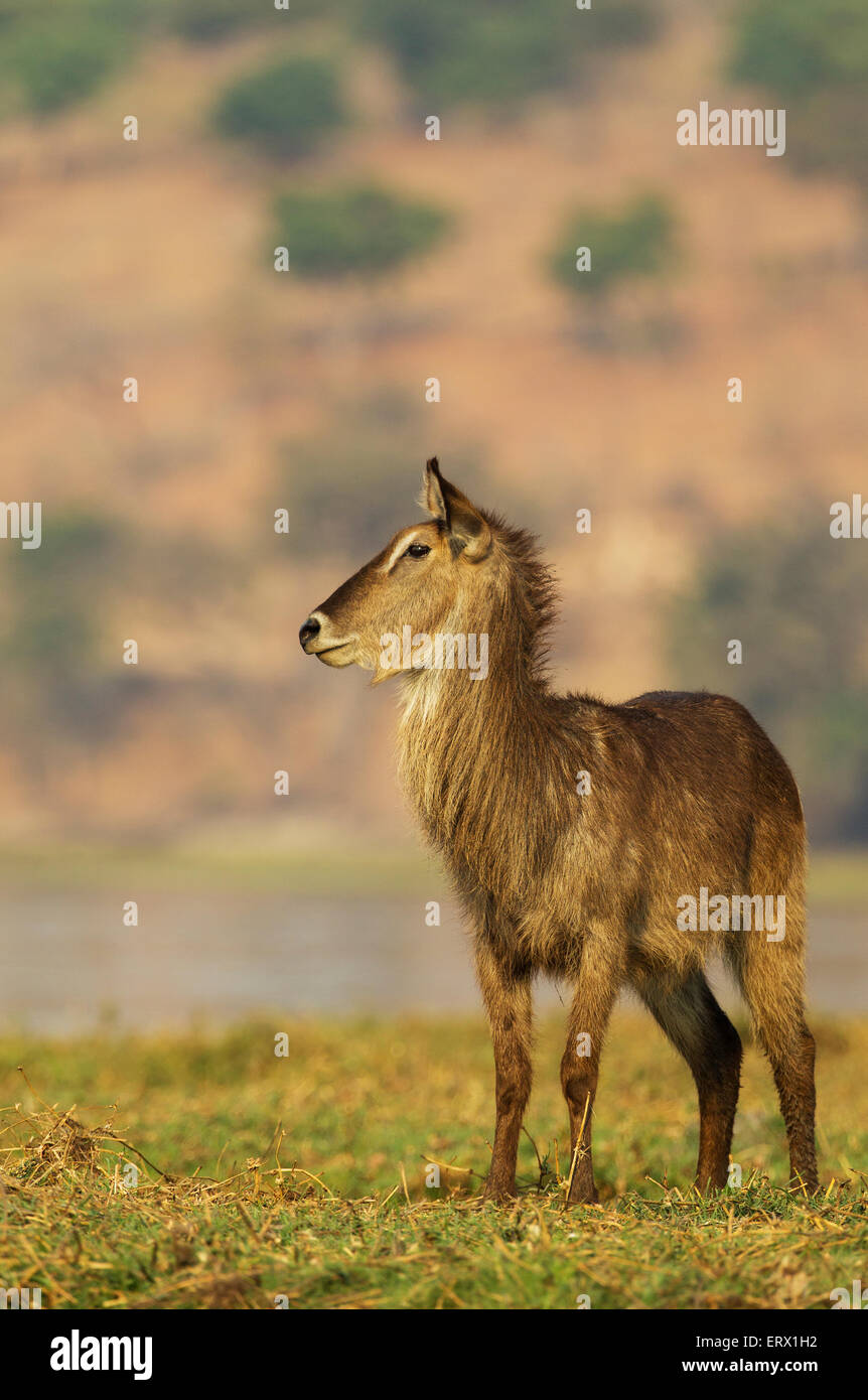 Gemeinsamen Wasserbock (Kobus Ellipsiprymnus), Kuh auf einer Insel im Chobe Fluss Chobe Nationalpark, Botswana Stockfoto