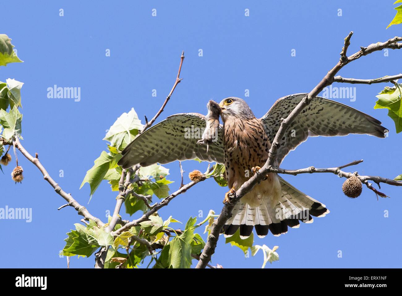 Turmfalken (Falco Tinnunculus) mit Gefangenen Wühlmaus (Microtus Arvalis), Hessen, Deutschland Stockfoto