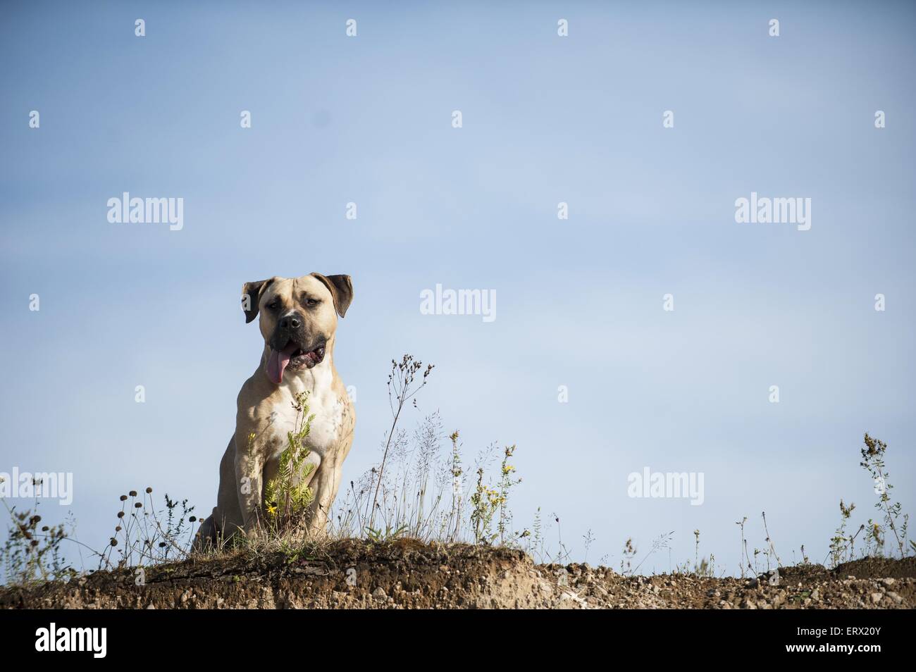 Amerikanischer Staffordshire-Terrier sitzend Stockfoto