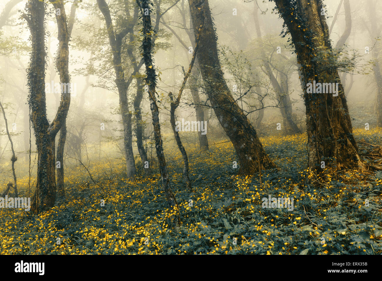 Wanderweg durch einen mysteriösen dunklen Wald im Nebel mit grünen Blättern und Blumen. Frühling am Morgen auf der Krim. Magische Atmosphäre. Fee Stockfoto
