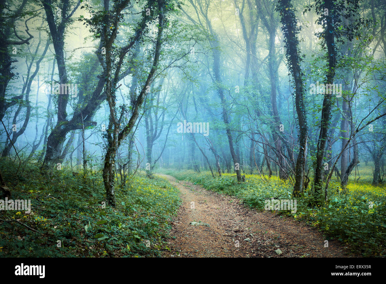 Geheimnisvolle Frühlingswald im Nebel mit Trail, grünem Rasen und Blumen. Morgen auf der Krim Stockfoto