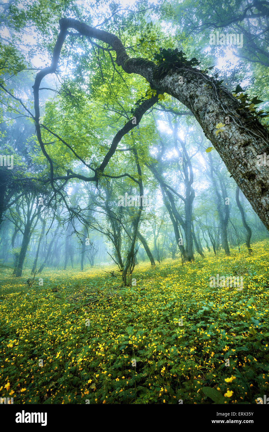 Geheimnisvollen Wald im Nebel mit grünen Blättern, gelben Blüten und blauen Himmel. Schönen Frühlingsmorgen in der Krim. Magische Atmosphäre. Stockfoto