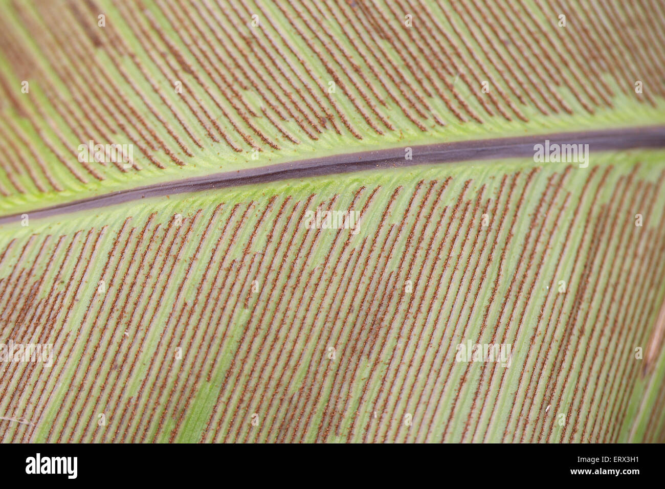 Sori mit Sporen auf Vogel's – Nest Fern (Asplenium Nidus) Stockfoto