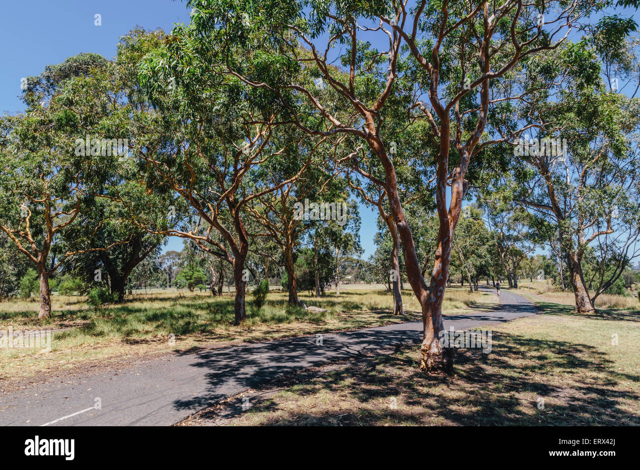 Weibliche Jogger am Main Yarra Trail, Fairfield, Melbourne, Australien Stockfoto