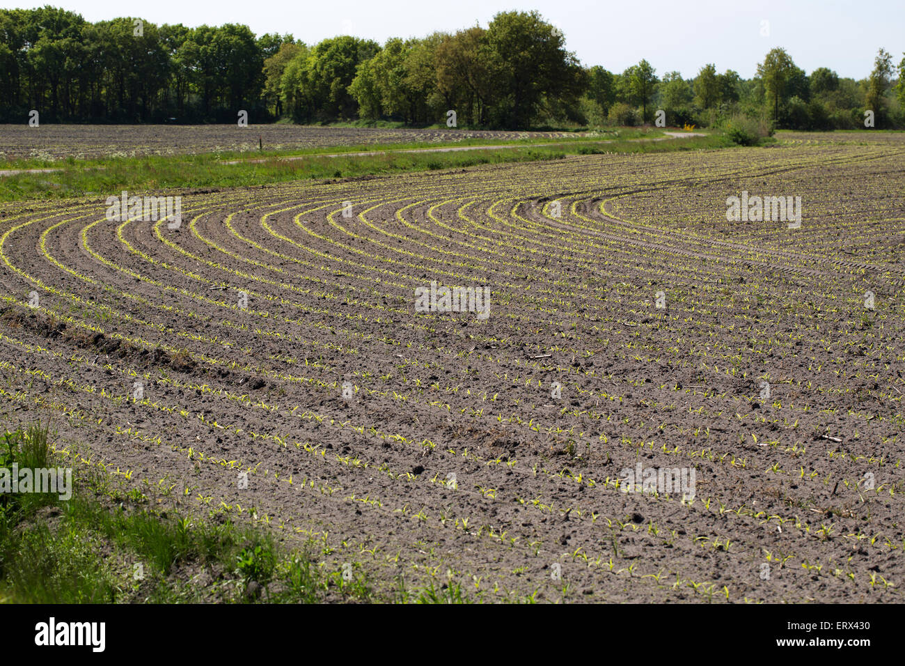 Feld mit jungen Maispflanzen Stockfoto