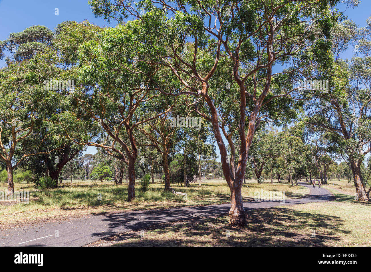 Zwei Radfahrer auf Main Yarra Trail, Fairfield, Melbourne, Australien Stockfoto