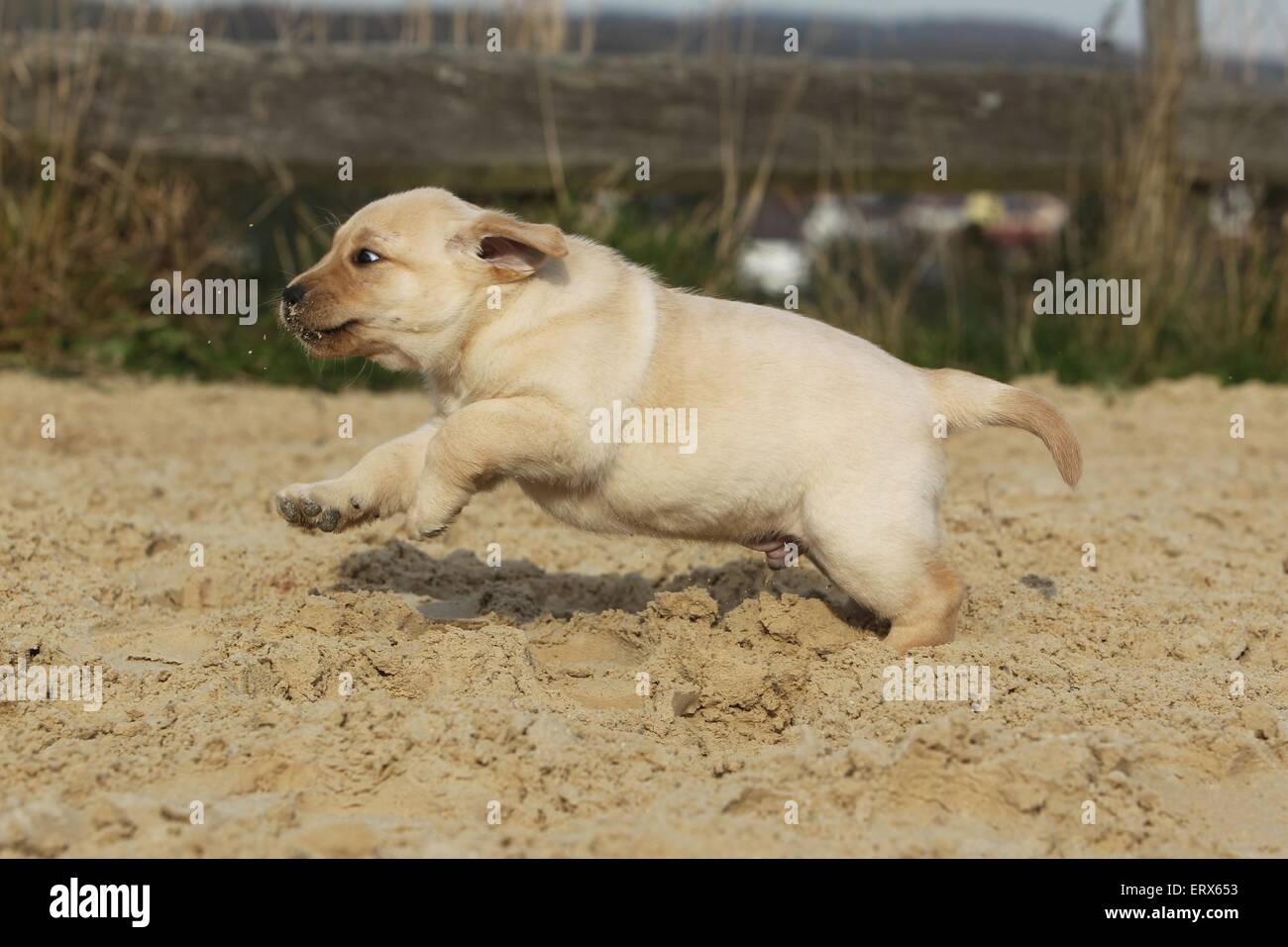 Labrador Retriever Welpen Stockfoto