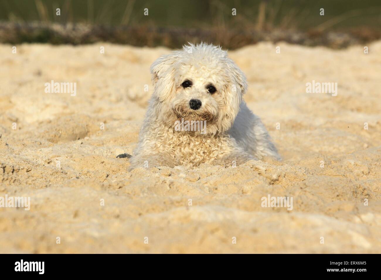 Bichon Frise Stockfoto