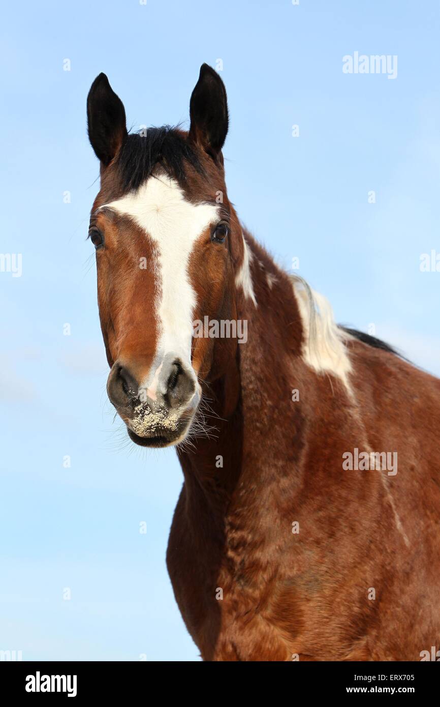 Paint Horse Portrait Stockfoto