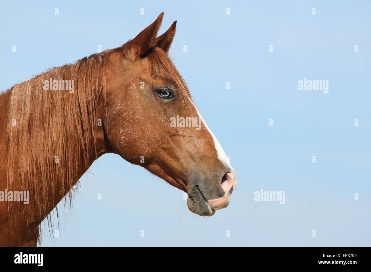 Quarter Horse Portrait Stockfoto