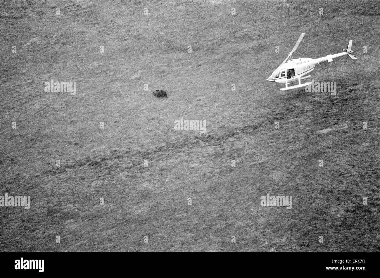 Hercules der Bär, aufgespürt und auf die Abfälle Moorlandschaften von North Uist, in den äußeren Hebriden in Schottland aufgenommen. 14. September 1980. Der Bär wurde mit dem Hubschrauber gejagt. Hercules ist seit 3 Wochen in der Wildnis. Stockfoto