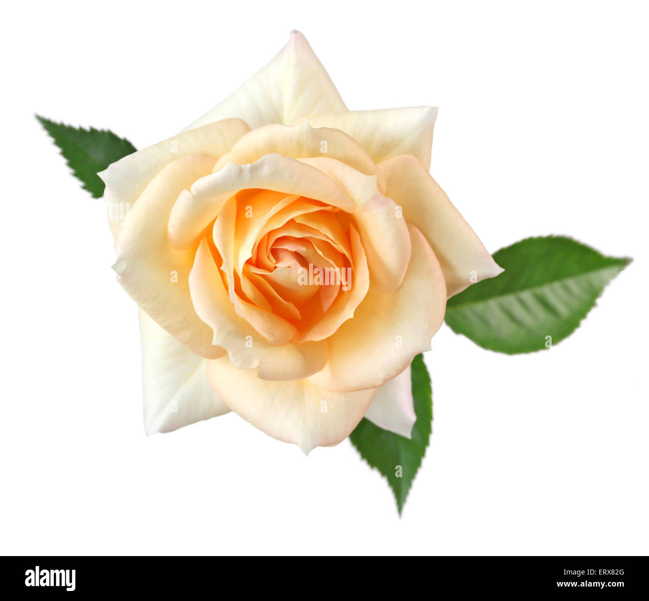 Rose für immer isoliert auf weißem Hintergrund, Apricot Farbe fujisan Stockfoto