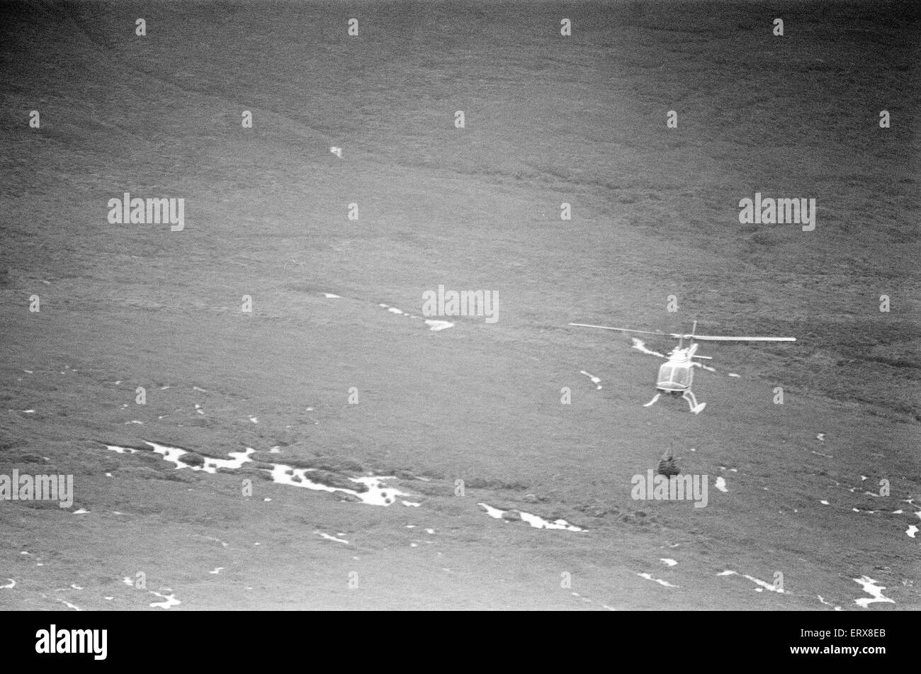 Hercules der Bär, aufgespürt und auf die Abfälle Moorlandschaften von North Uist, in den äußeren Hebriden in Schottland aufgenommen. 14. September 1980. Der Bär wurde mit dem Hubschrauber gejagt. Herkules war seit 3 Wochen in der Wildnis. Im Bild, Herkules nach Hause geflogen. Stockfoto