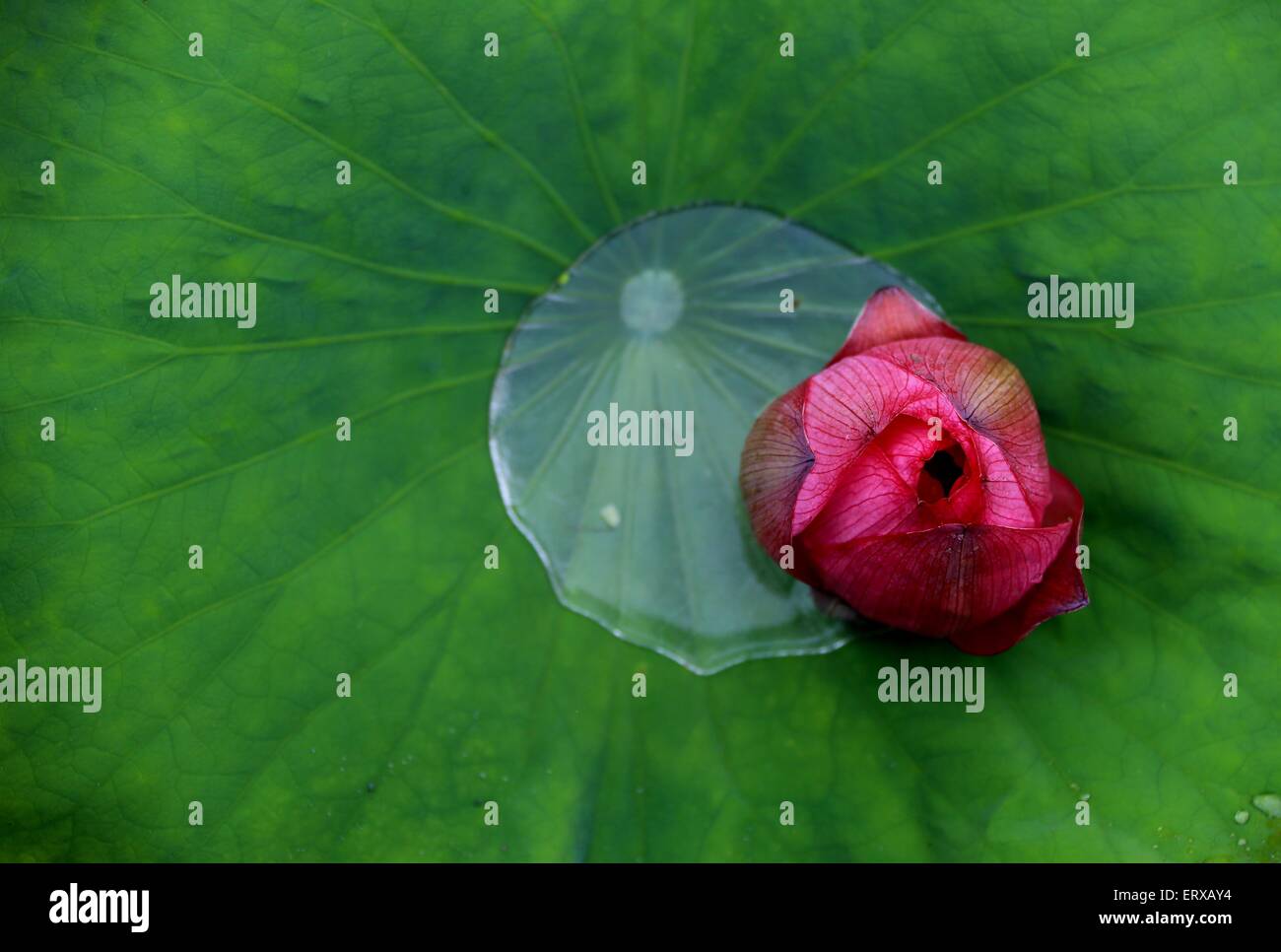 Huangshan. 9. Juni 2015. Foto aufgenommen am 9. Juni 2015 zeigt eine Lotusblüte im Chengkan Village in der ostchinesischen Provinz Anhui Huangshan City. © Shi Guangde/Xinhua/Alamy Live-Nachrichten Stockfoto