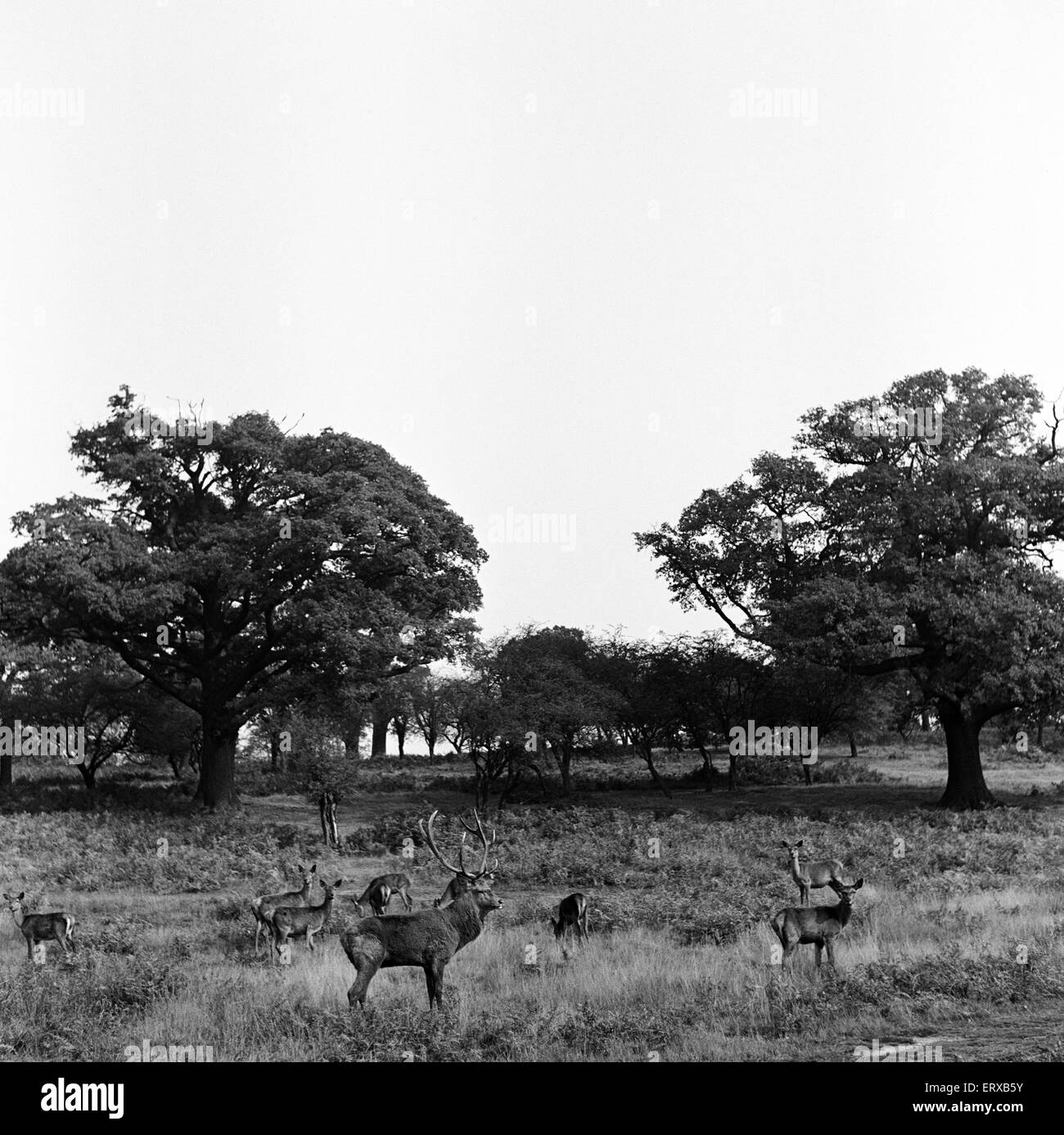 Reh im Richmond Park, London. 28. Oktober 1952. Stockfoto