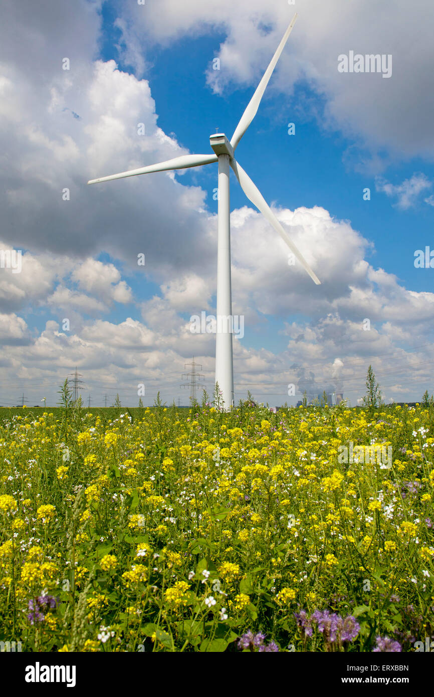 Europa, Deutschland, Nordrhein-Westfalen, Wildblumen, Wind-Kraftwerk in der Nähe von Bergheim.  Europa, Deutschland, Nordrhein-Westfalen Stockfoto