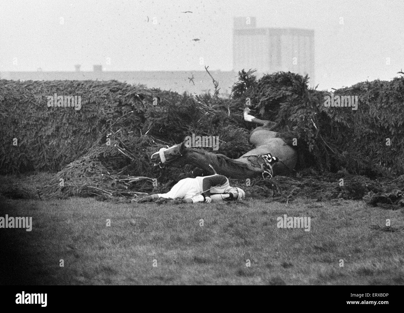 Jockey Paddy Farrell wird von seinem Pferd Grenze Flug am 15. Zaun von der Grand National in Aintree ausgelöst.  Farrell brach den Rücken bei dem Unfall und war an den Rollstuhl gefesselt. 21. März 1964. Stockfoto