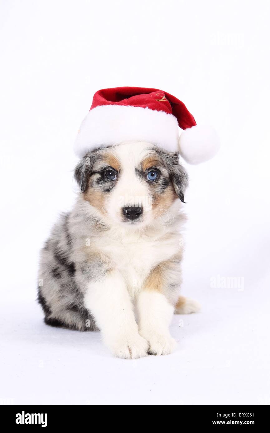 Miniatur Australian Shepherd Welpen Stockfoto