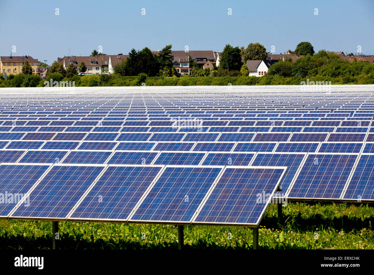 Europa, Deutschland, NRW, Troisdorf, Solarpark Oberlar, mit einer Fläche von 80,000 Quadratmeter, die Pflanze ist ein o Stockfoto