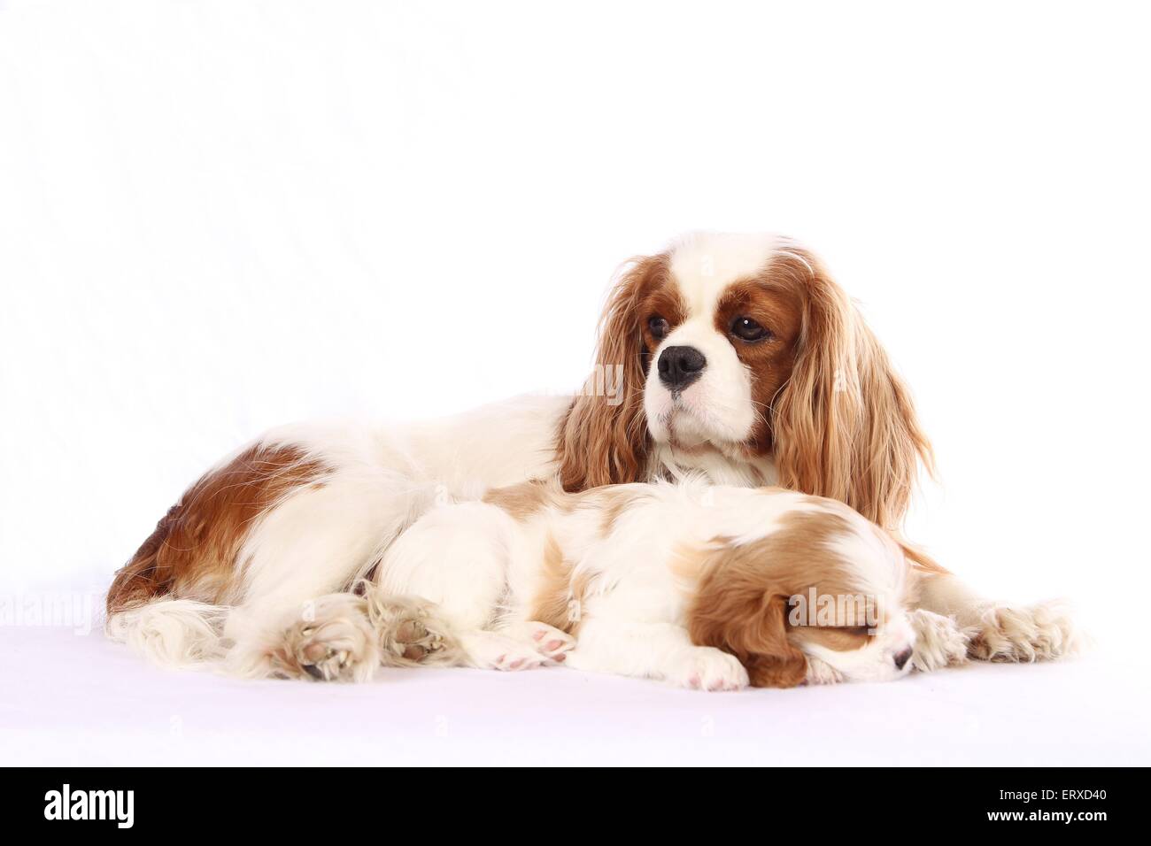 Cavalier King Charles Spaniels Stockfoto