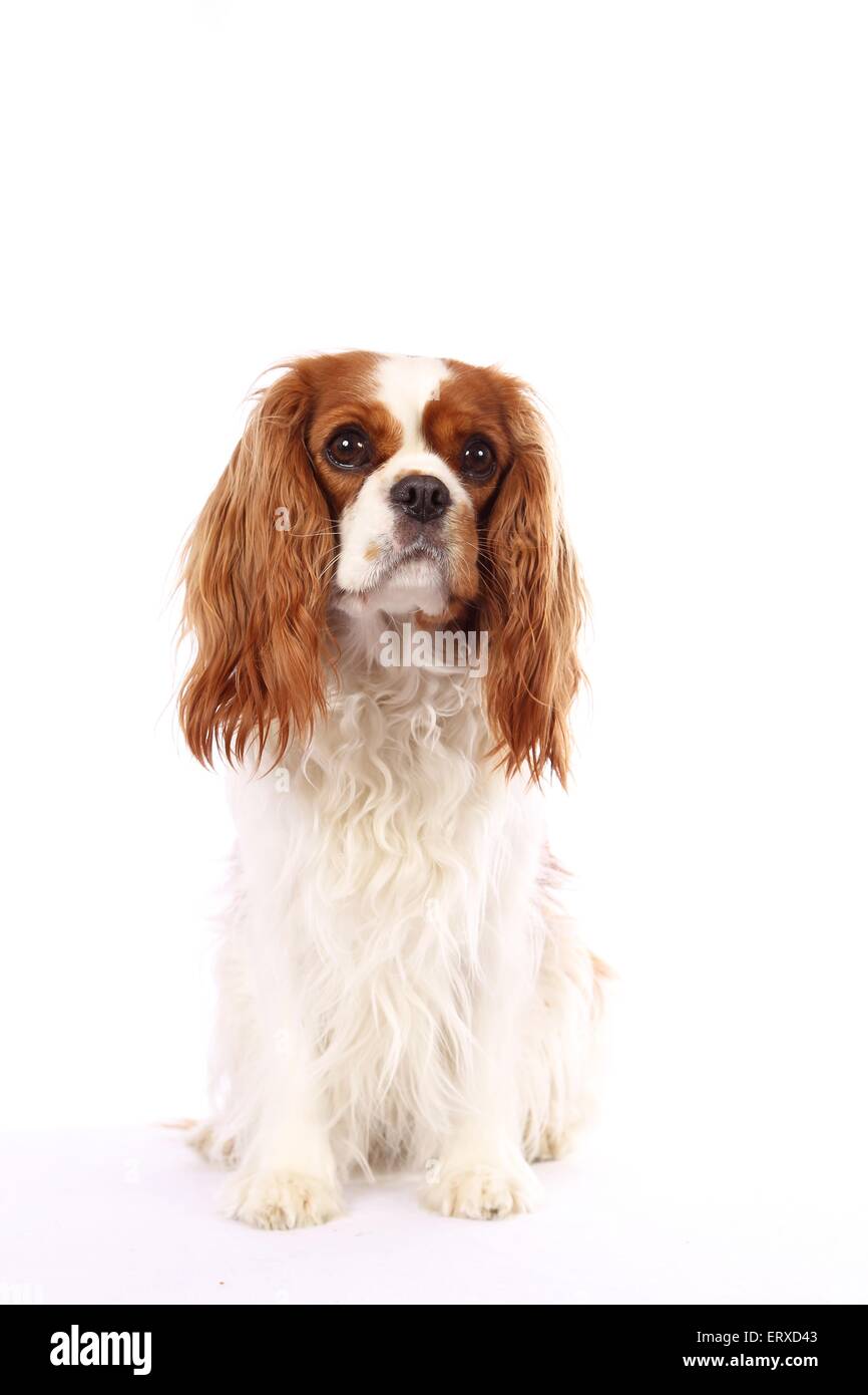 Cavalier King Charles Spaniel sitzend Stockfoto