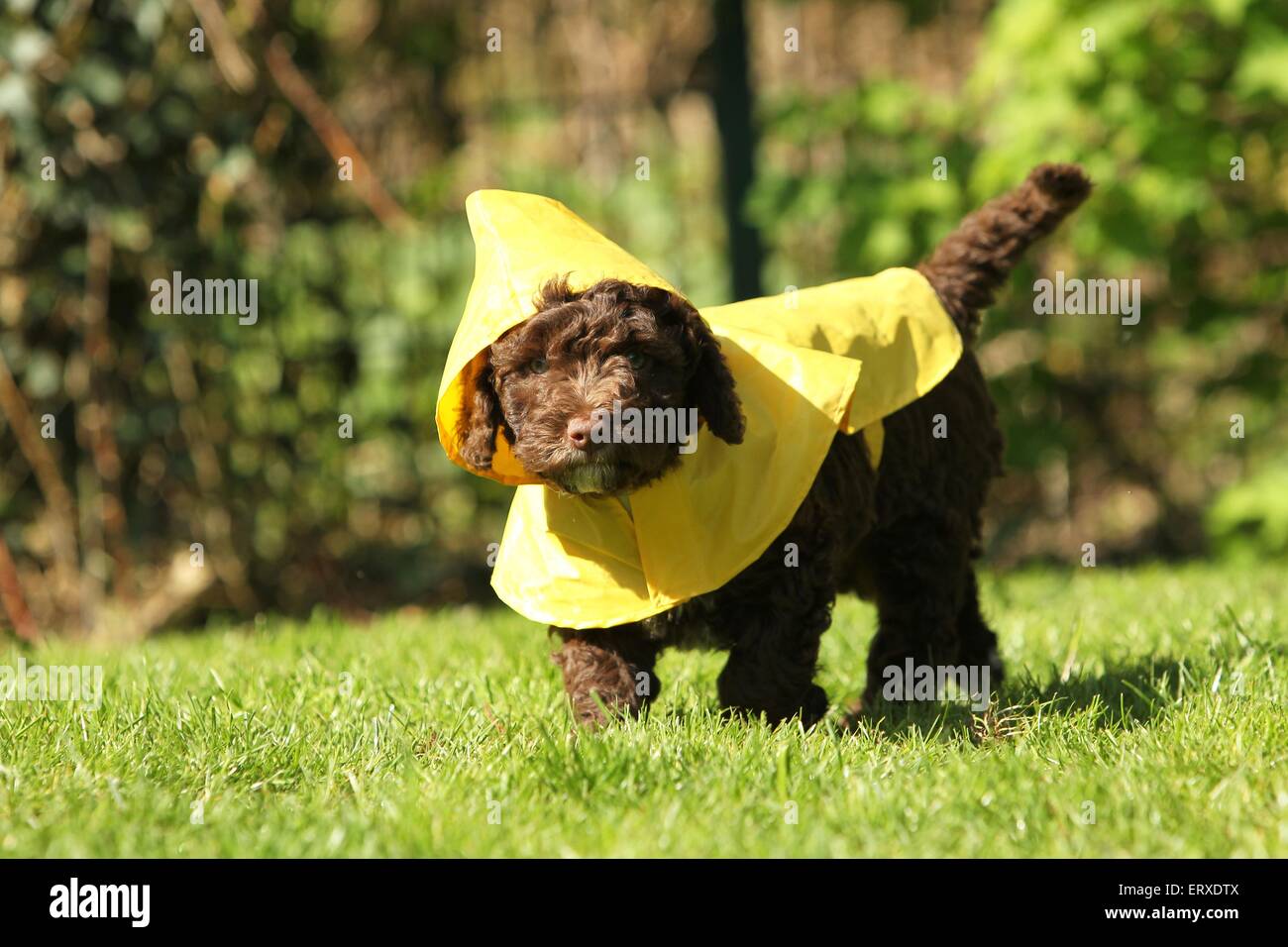 Perro de Agua Español Welpen Stockfoto