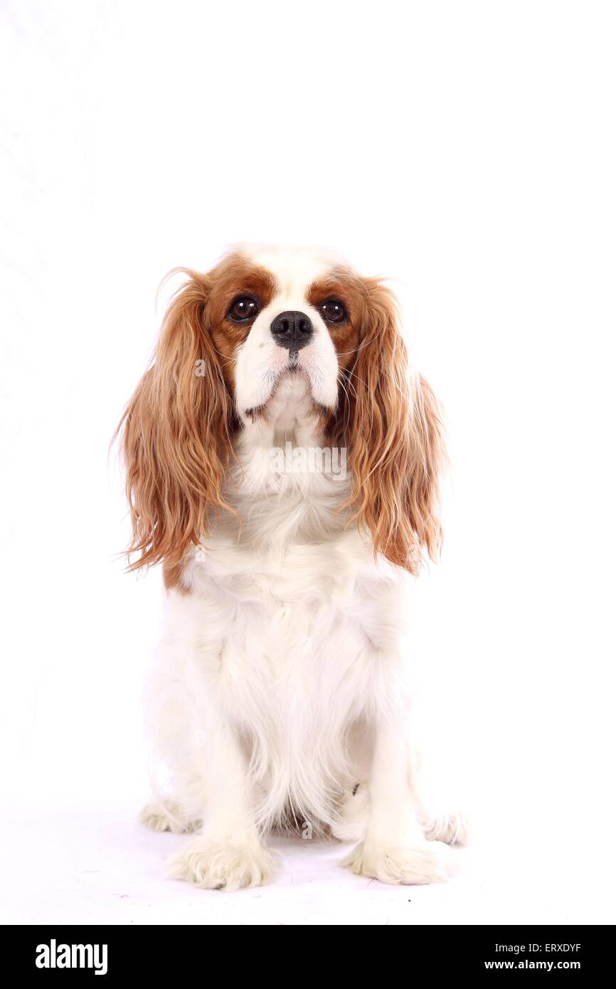 Cavalier King Charles Spaniel sitzend Stockfoto