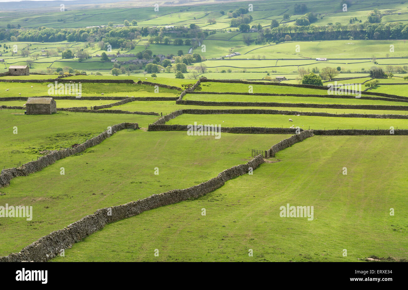 Trockenmauer und Felder in den Yorkshire Dales Stockfoto