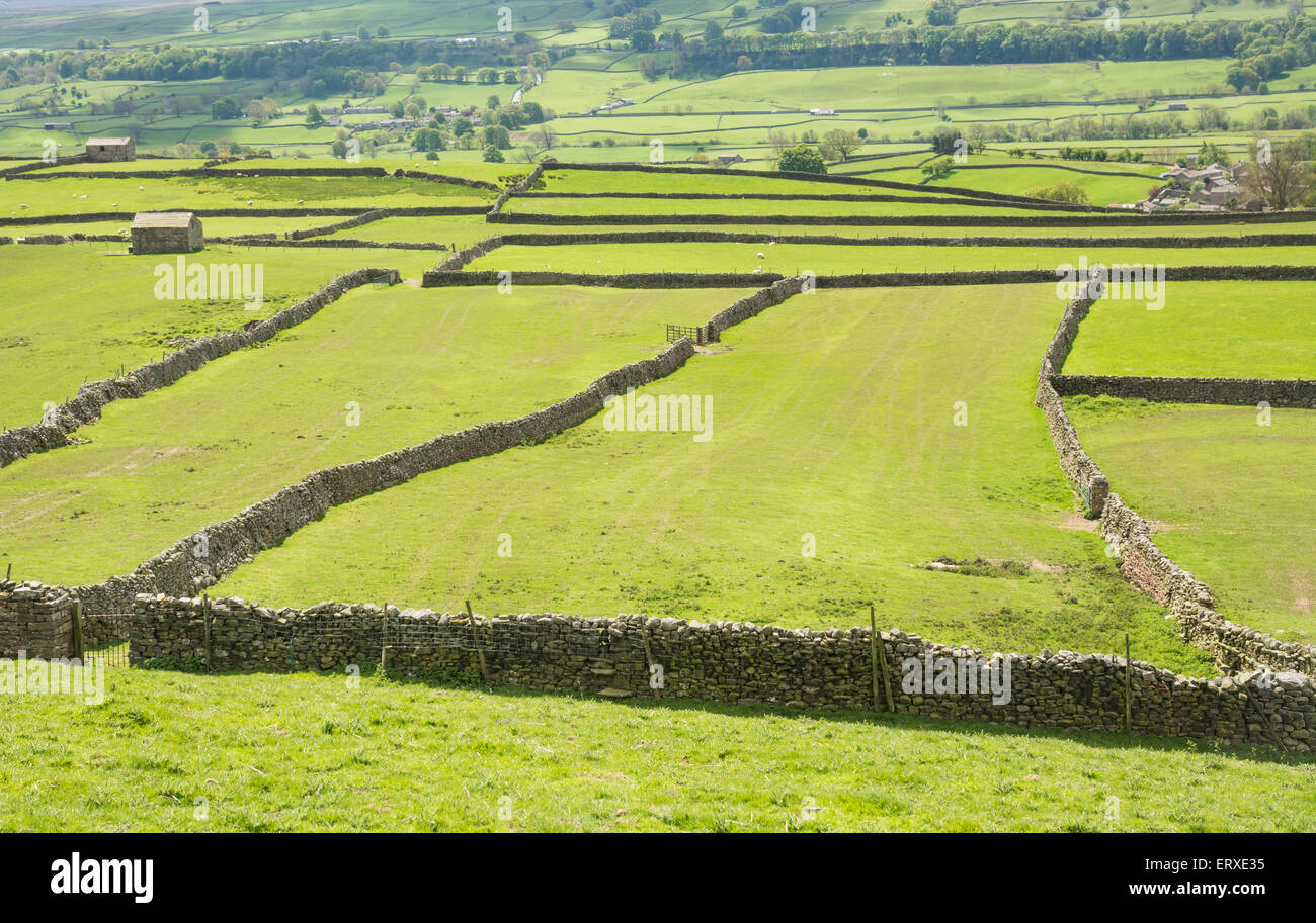 Trockenmauer und Felder in den Yorkshire Dales Stockfoto