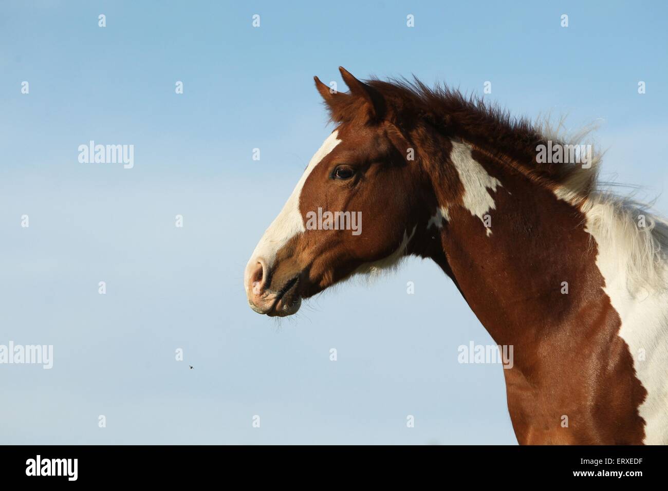 Paint Horse Portrait Stockfoto