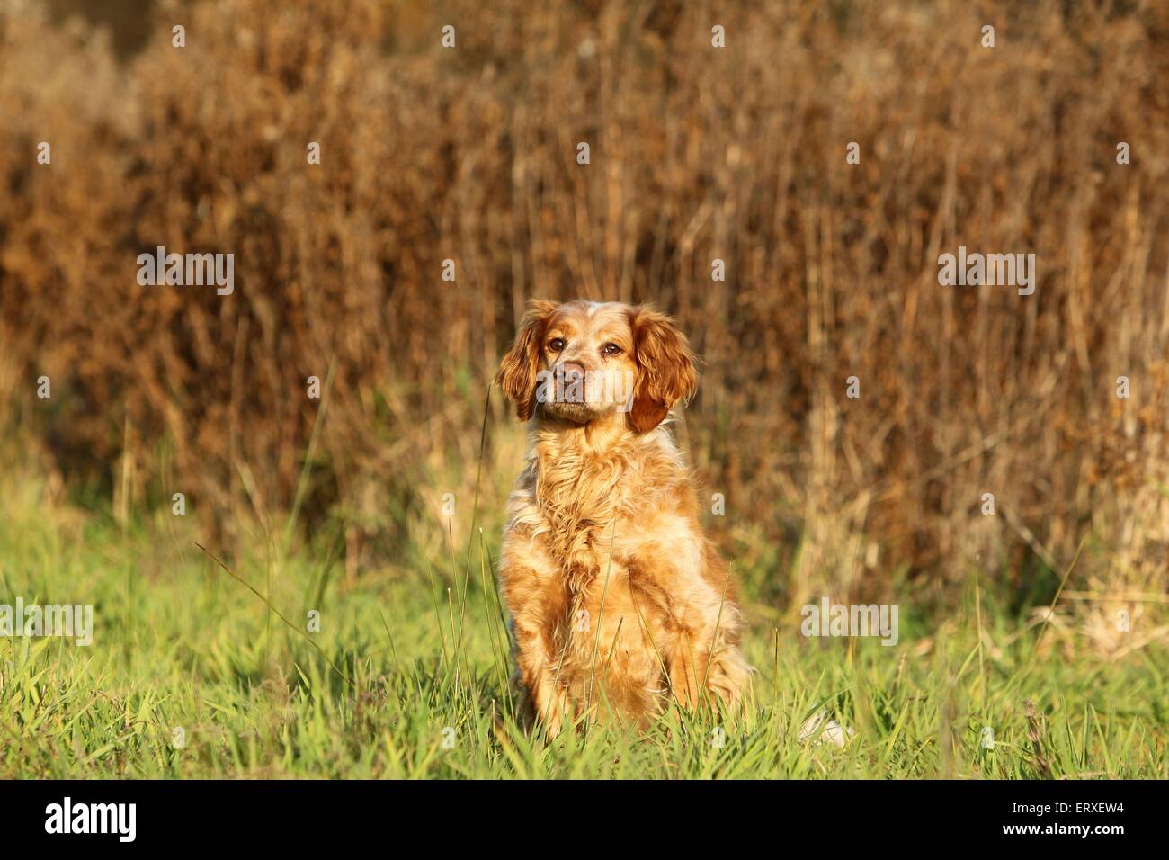 Epagneul Breton sitzen Stockfoto