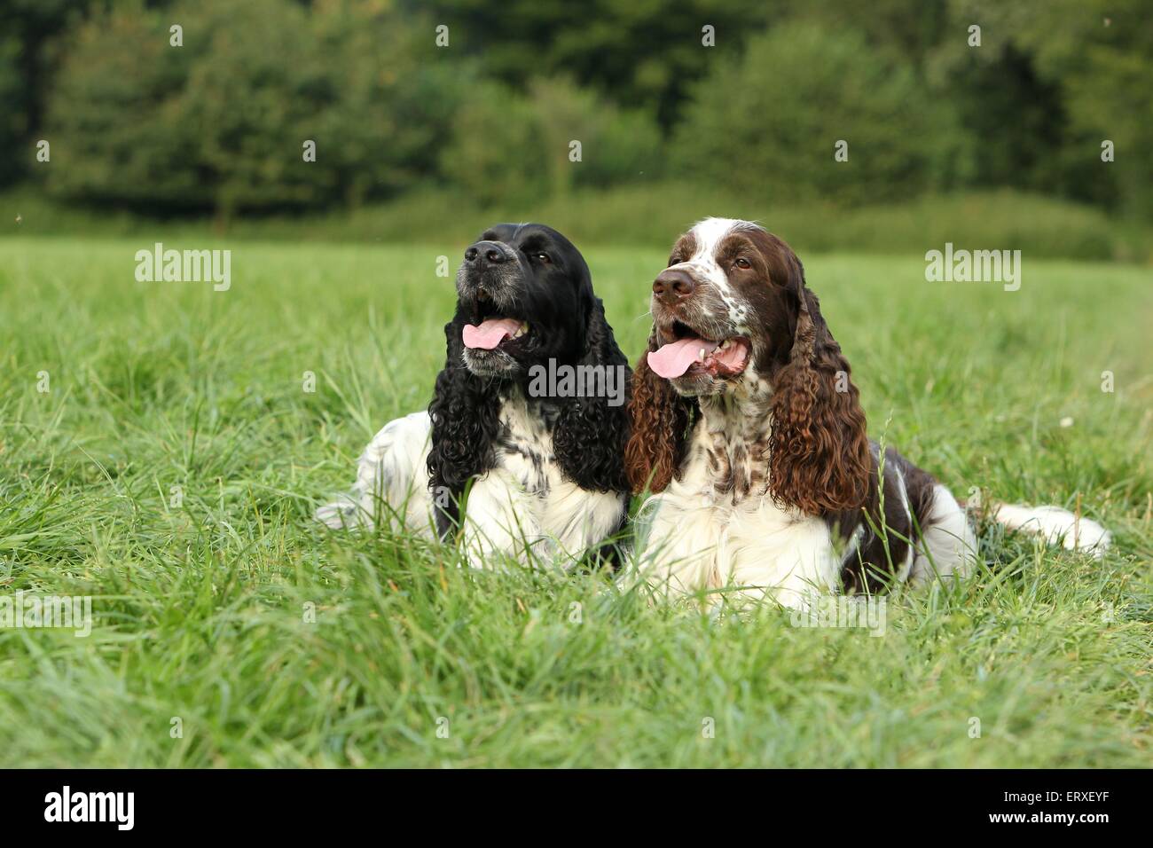 2 English Springer Spaniel Stockfoto