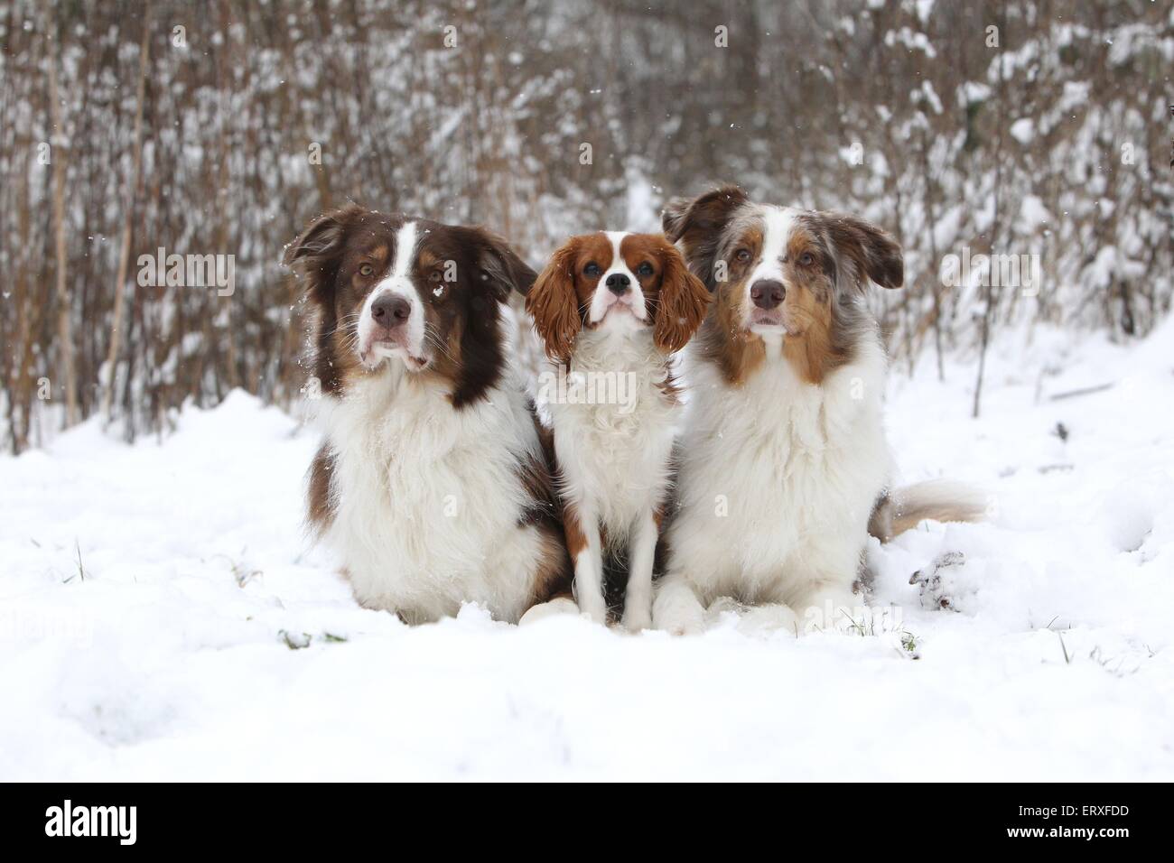 3 Hunde Stockfoto