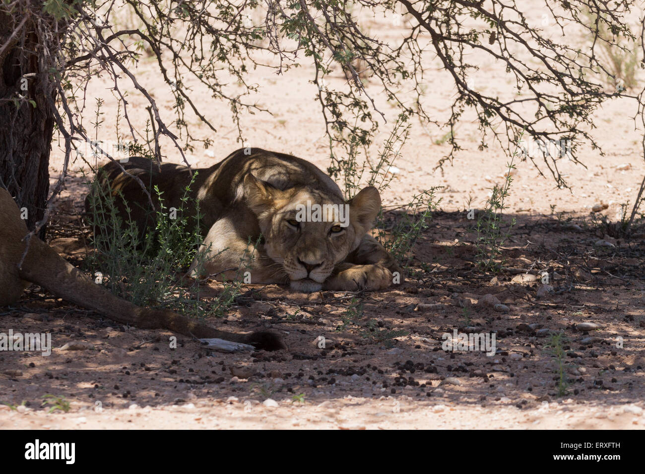 Löwen schlafen unter Bäumen im Kgalagadi Transfontier Park, Südafrika Stockfoto