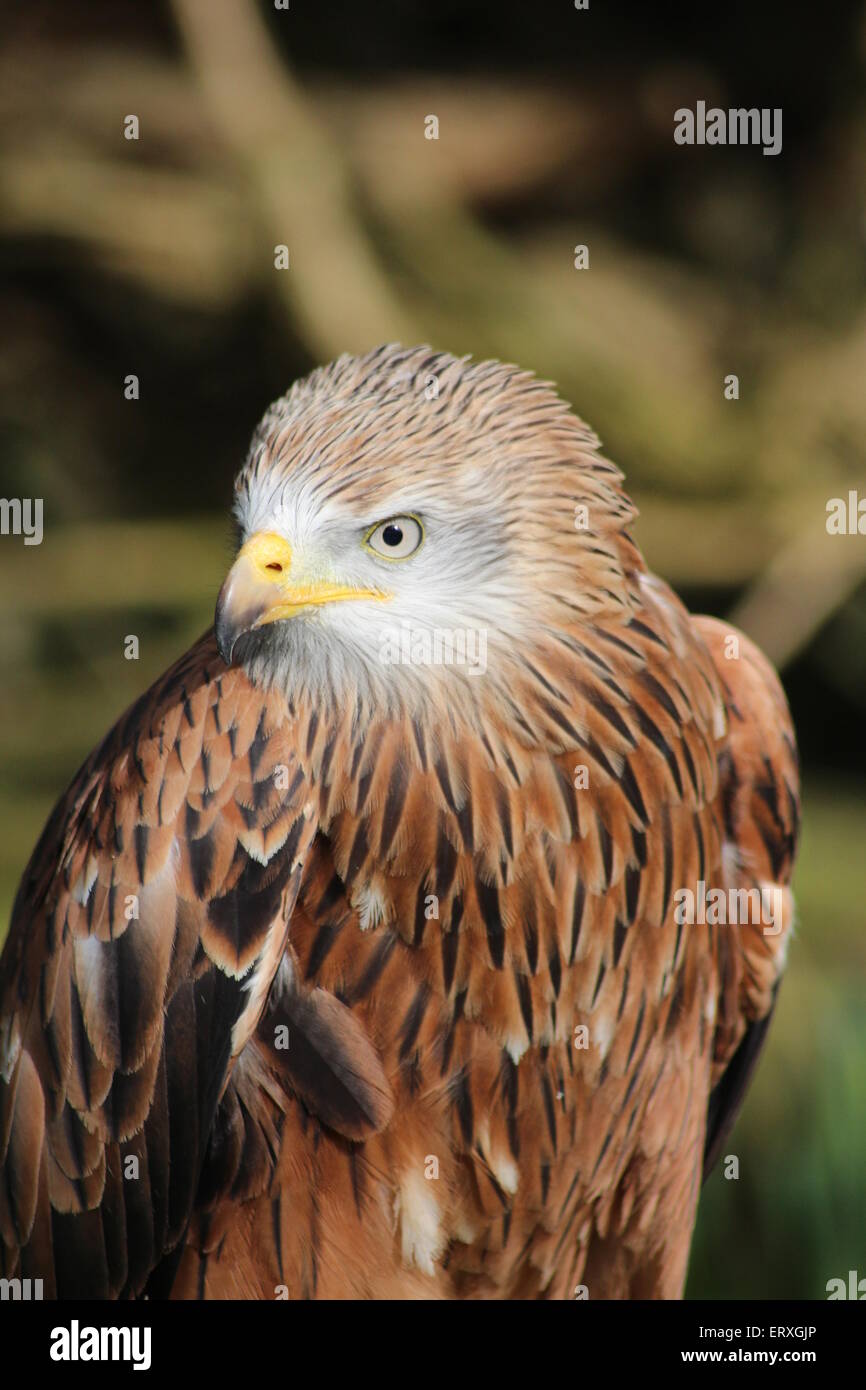 Wildlife Raubvogel 2015 Stockfoto