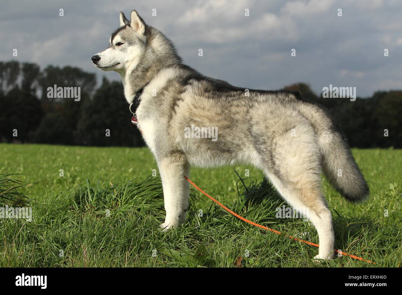 stehende Siberian Husky Stockfoto