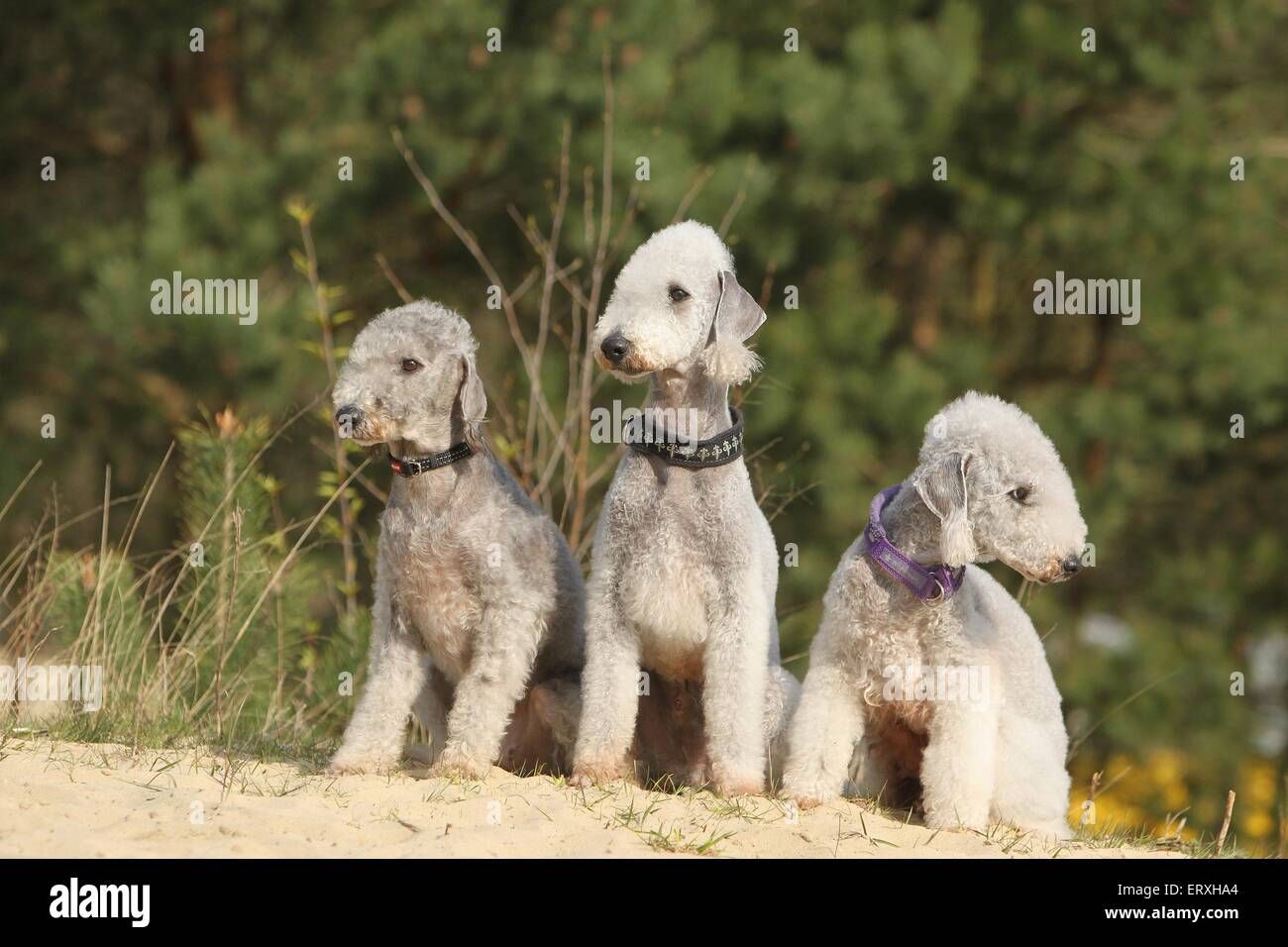 3 Bedlington Terrier Stockfoto