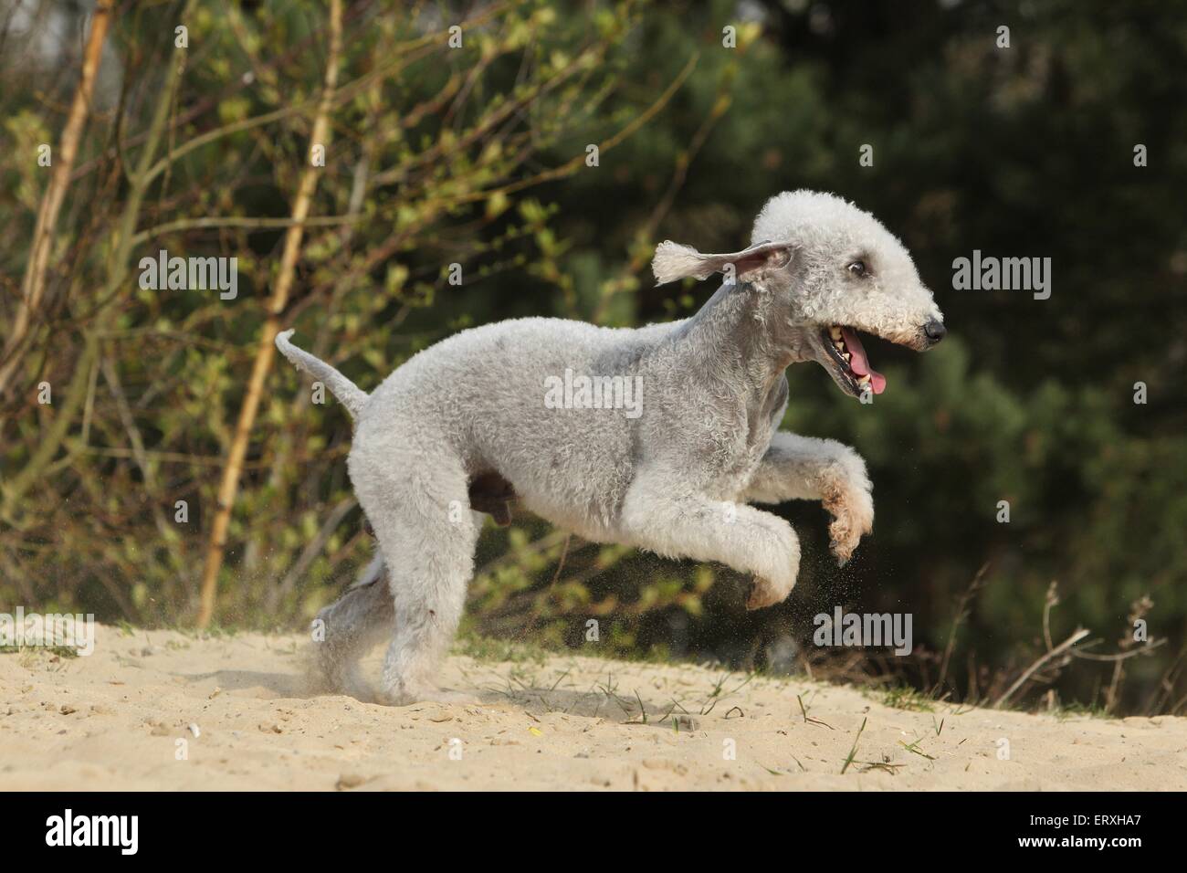 Bedlington Terrier laufen Stockfoto