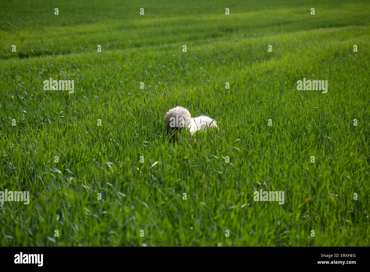 Ein Schäferhund geht auf eine Monokultur-Feld von gentechnisch verändertem Weizen in Prado del Rey, Sierra de Cadiz, Andalusien, Spanien Stockfoto