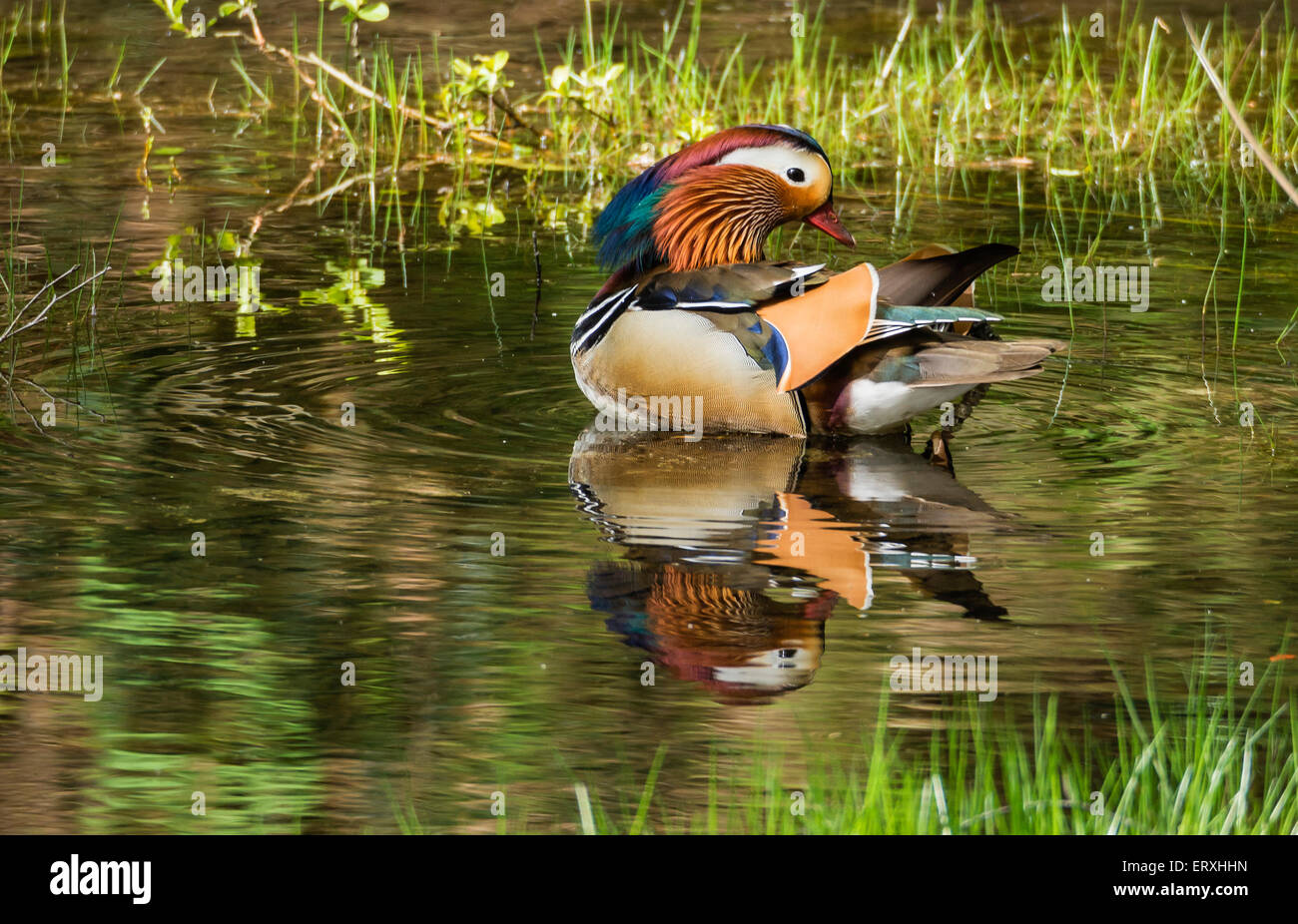 Mandarinente (männlich) putzen im Teich bei Yarner Wood, Osten Dartmoor National Nature Reserve, UK Stockfoto