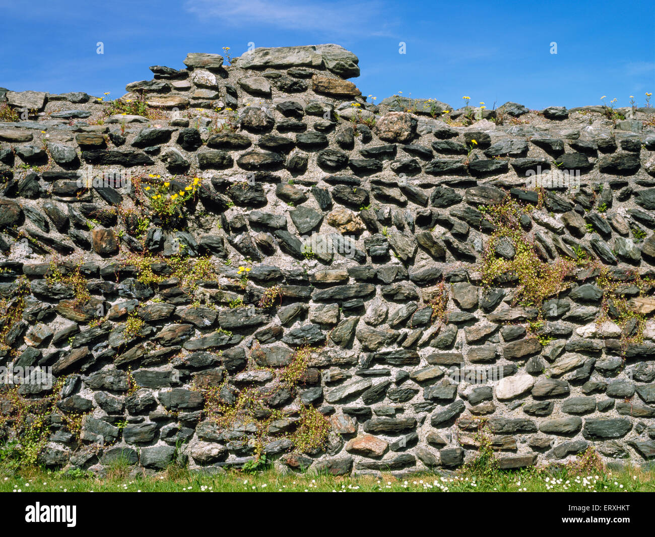 Detail der Pflanzen wachsen in den gebänderten & abgewinkelten Mauerwerk der nördlichen Wand des Caer Gybi Roman Marinestützpunkt, Holyhead, Anglesey. Stockfoto