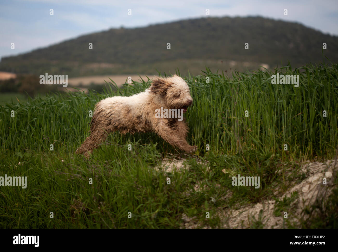 Ein Schäferhund geht auf eine Monokultur-Feld von gentechnisch verändertem Weizen in Prado del Rey, Sierra de Cadiz, Andalusien, Spanien Stockfoto