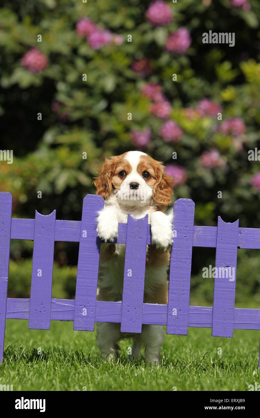 Cavalier King Charles Spaniel Welpen Stockfoto