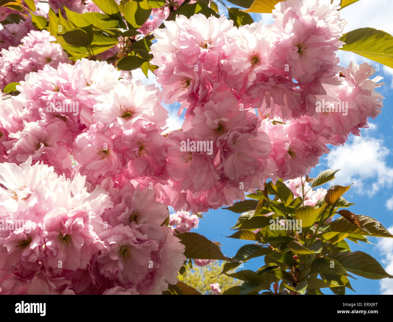 Kwanzan Kirschblüten, NYC Stockfoto