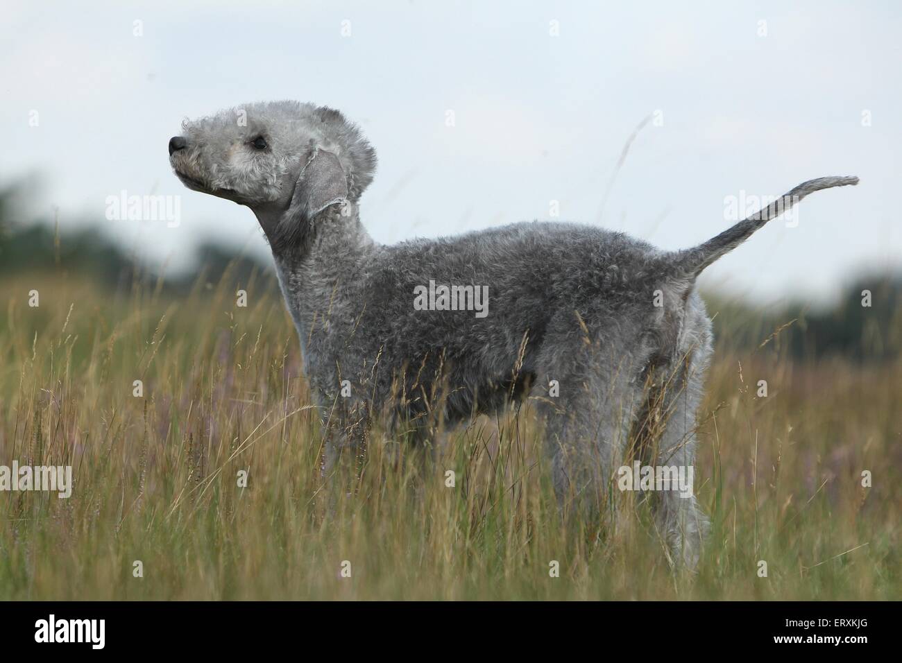 Bedlington Terrier stehend Stockfoto